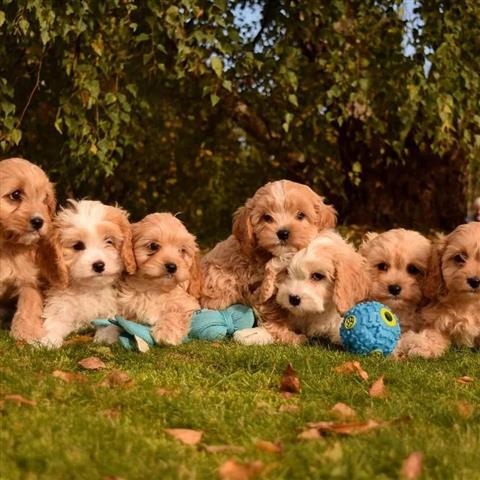 $350 : Cachorros Maltipoo a la venta image 4