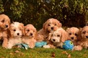 $350 : Cachorros Maltipoo a la venta thumbnail