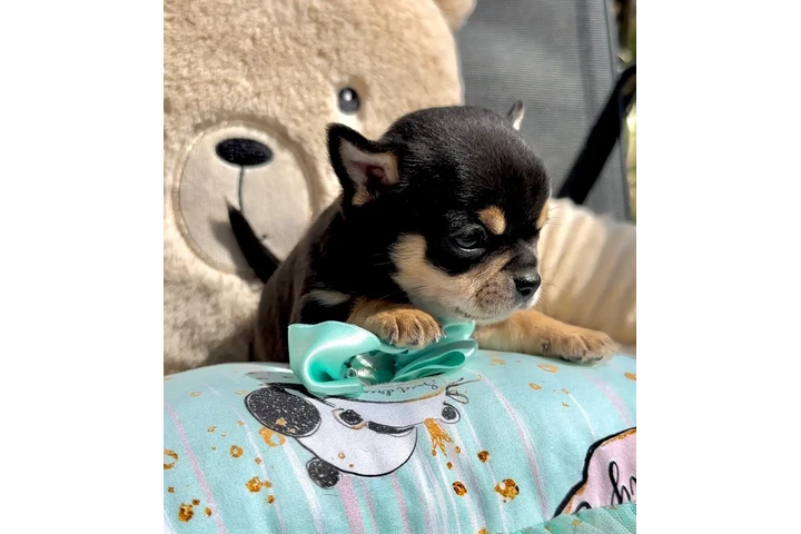 $200 : Cacharro Chihuahua image 5