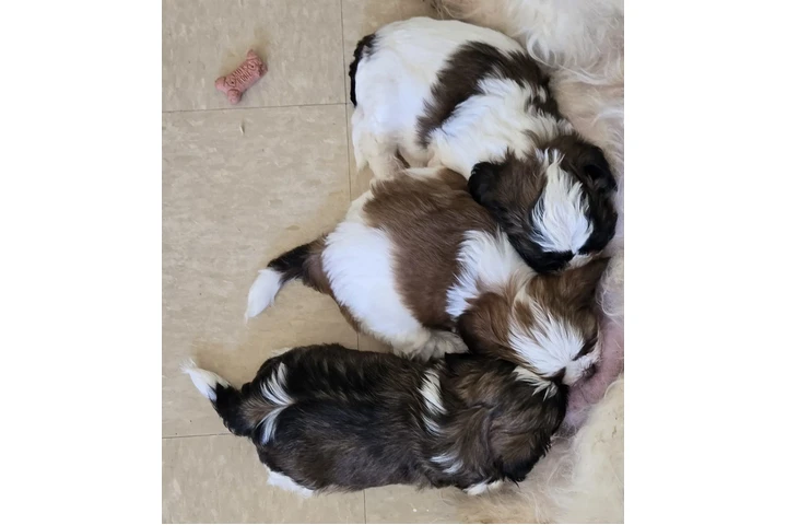 $750 : 4 shitzu 100%puros image 9