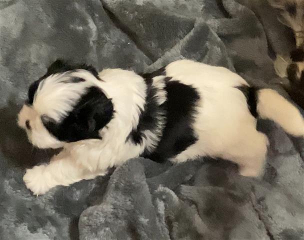 $700 : Shih Tzu image 7