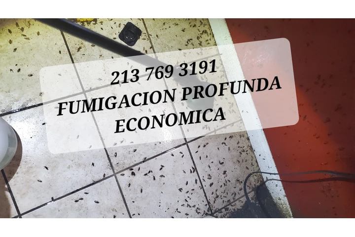 FUMIGACION BARATA 2137693191 image 6