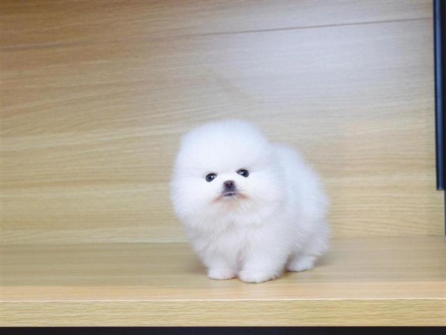 $400 : White Pomeranian Pup For Sale image 1