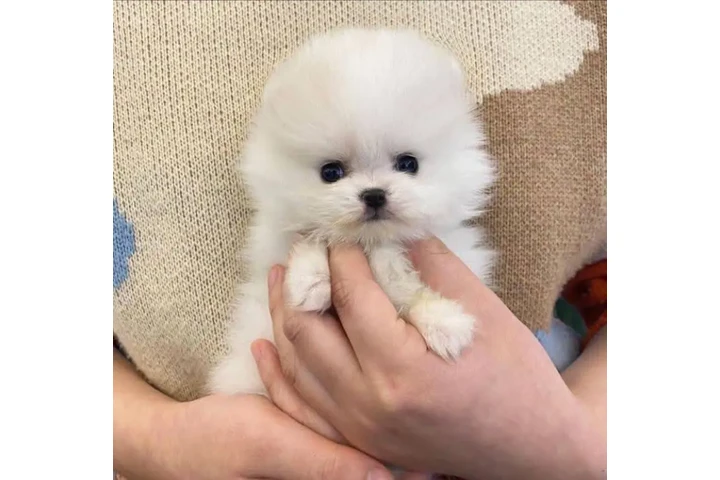 $350 : Pomerania en venta image 2