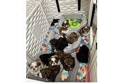 $350 : Cachorros Shih Tzu taza de té thumbnail