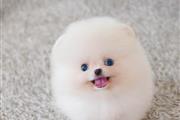 $400 : Mini Teacup Pomeranian puppy thumbnail