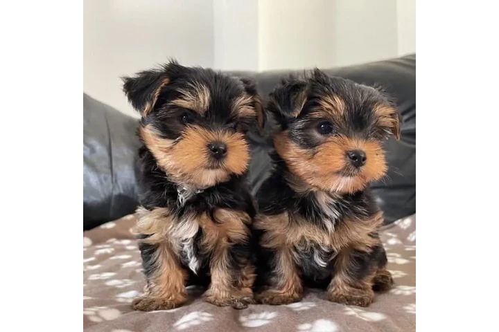 $350 : Pomerania en venta image 2