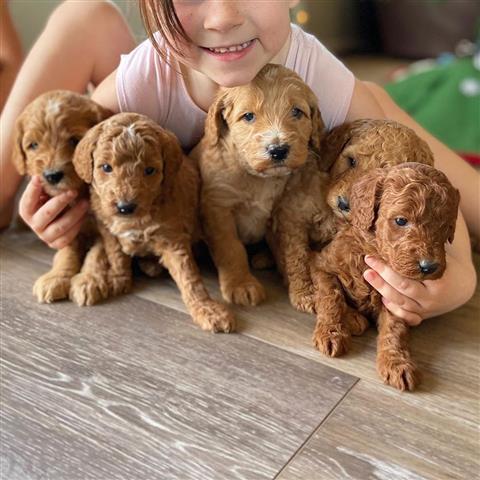 $300 : Labradoodle Puppy for Rehoming image 3