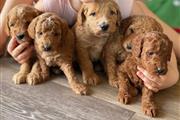 $300 : Labradoodle Puppy for Rehoming thumbnail