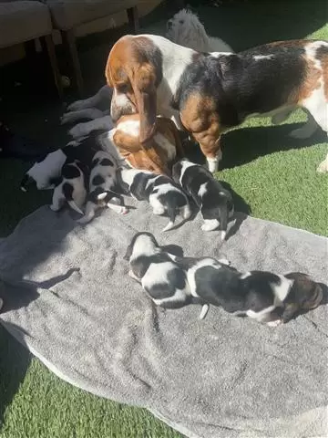 $800 : Basset hound image 2