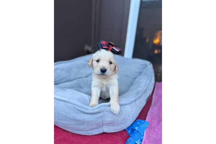 $700 : Tengo cachorros golden retriev image 2