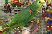 ⭐️Hermosos Loros Amazónicos⭐️ en Fallsburg