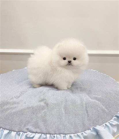 $300 : Pomeranian puppies and Maltese image 1