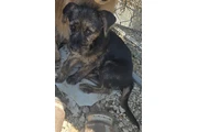 Hermosos Perritos de 3 Meses en Los Angeles