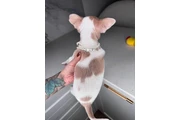 $250 : Pomeranian Chihuahua French thumbnail