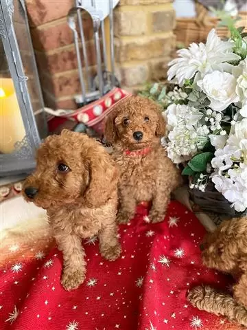 PURE MALE & FEMALE TOY POODLE image 1
