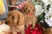 PURE MALE & FEMALE TOY POODLE en Chicago