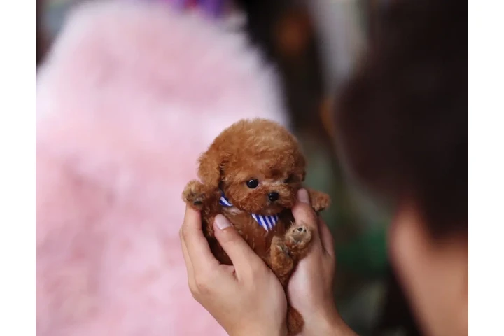 $350 : Caniche miniatura image 3