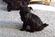 $500 : Hermosos cachorros mini yorkie thumbnail