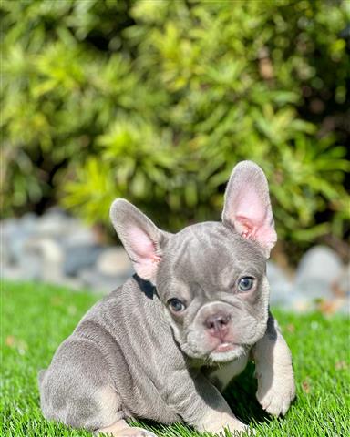 $400 : Gorgeous Frenchies puppy ready image 4