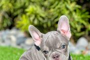 $400 : Gorgeous Frenchies puppy ready thumbnail