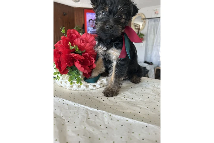 $350 : Yorkie estandar image 2