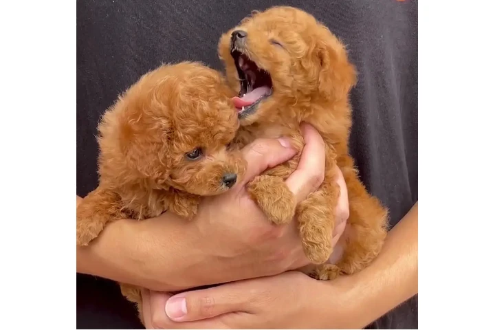 $400 : Cute Poodle & Maltese Puppies image 2