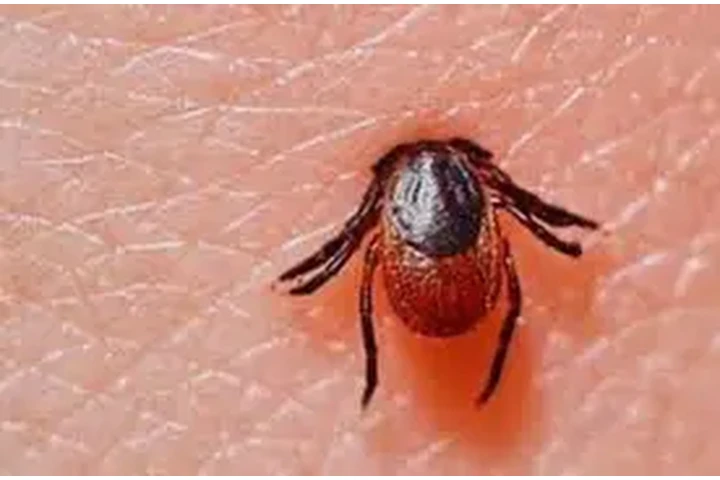 PEST CONTROL100%GARANTISADO image 4
