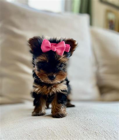 $350 : Yorkies a la venta image 2