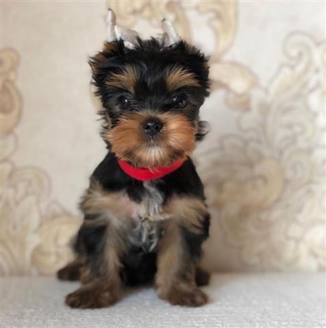 $300 : Lovly Yorkie puppies for sale image 2