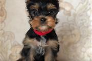 $300 : Lovly Yorkie puppies for sale thumbnail