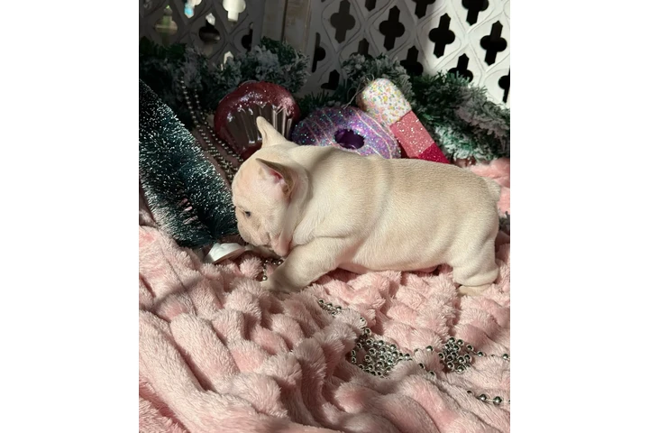 Smart Fluffy Frenchies puppies image 10