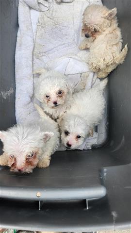 $500 : Maltese and  pure poodle image 8