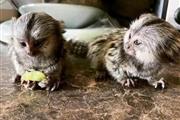 $800 : Adorable spider baby monkey thumbnail