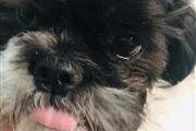 $700 : Shih Tzu thumbnail