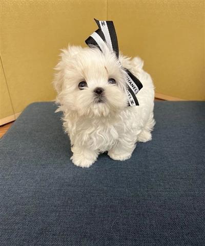 $600 : Cute Maltese puppy for adoptio image 3