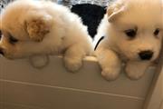 $225 : Hermosos cachorros samoyedos thumbnail