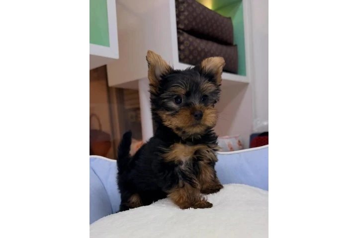 $350 : Yorkie image 1