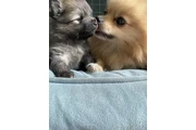 Super Pomeranian en venta en Long Island