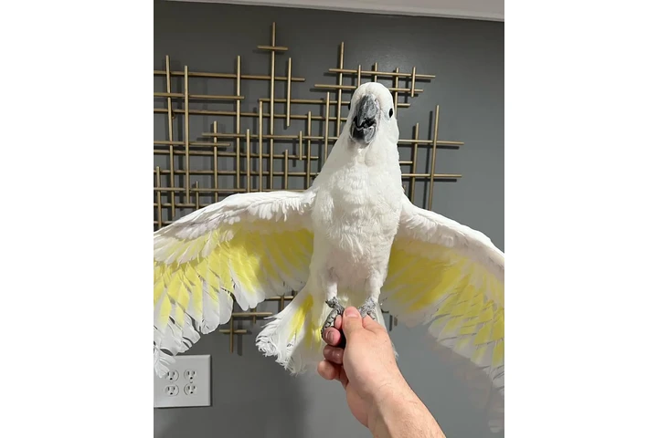 $550 : Lil wanye parrots image 2