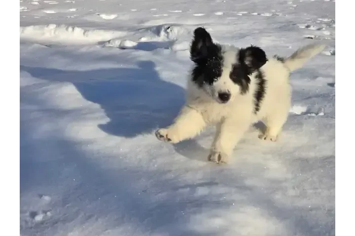 $1000 : Adorable Male Tornjak Puppy image 3