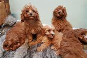 Stunning Solid Red Cavapoos