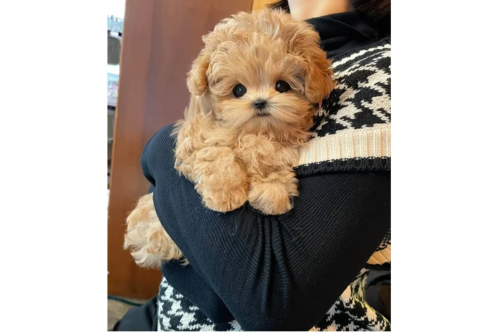 $350 : Maltipoo Cachorros a la venta image 2