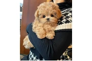 $350 : Maltipoo Cachorros a la venta thumbnail