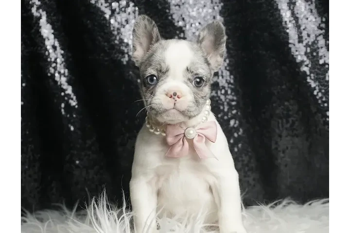 $1200 : Dottie AKC French bulldog – Gi image 1