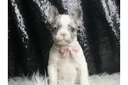 Dottie AKC French bulldog – Gi en Minneapolis y Saint Paul