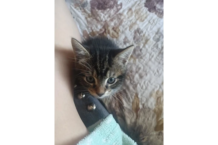 $10 : Free kittens image 7