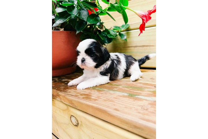 $350 : Cachorros Shihtzu en venta image 4