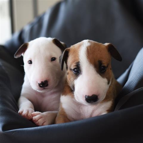 $700 : English bull terrier puppies f image 3
