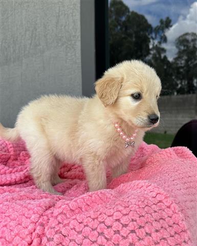 $350 : golden retriever image 3